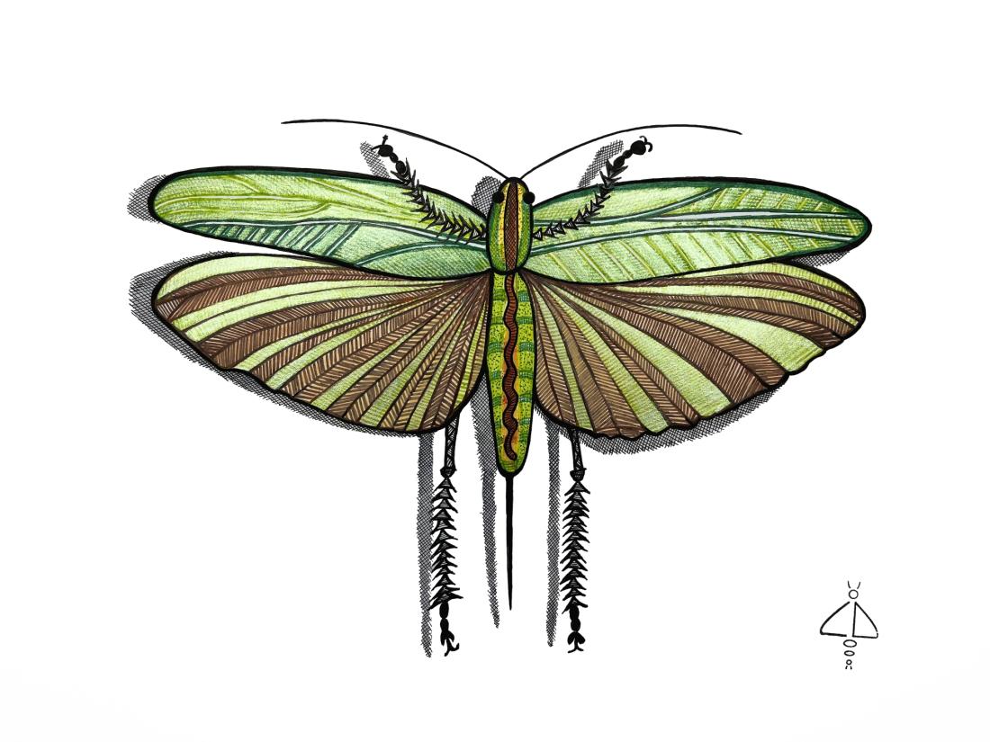 Insecte