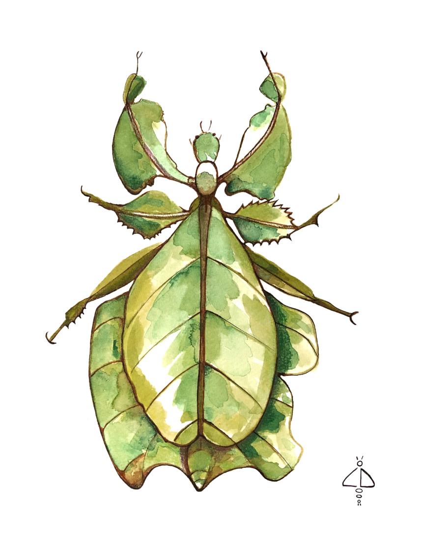 Carnet Insectes