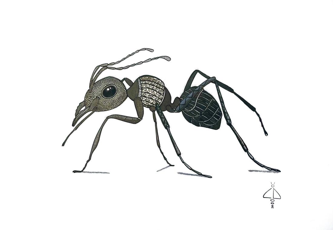Insecte