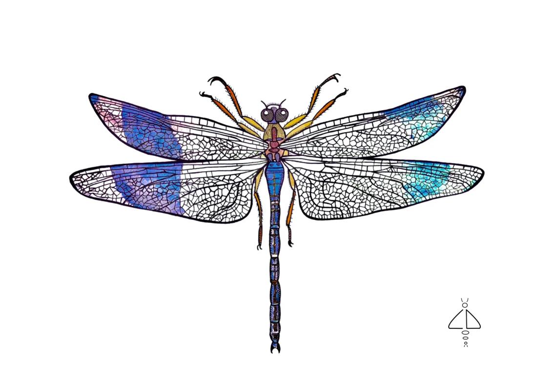 Insecte